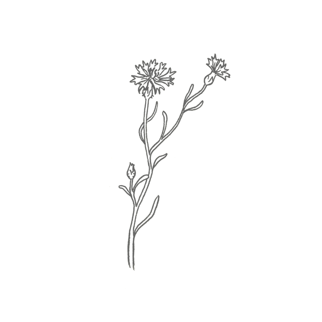 Kornblume