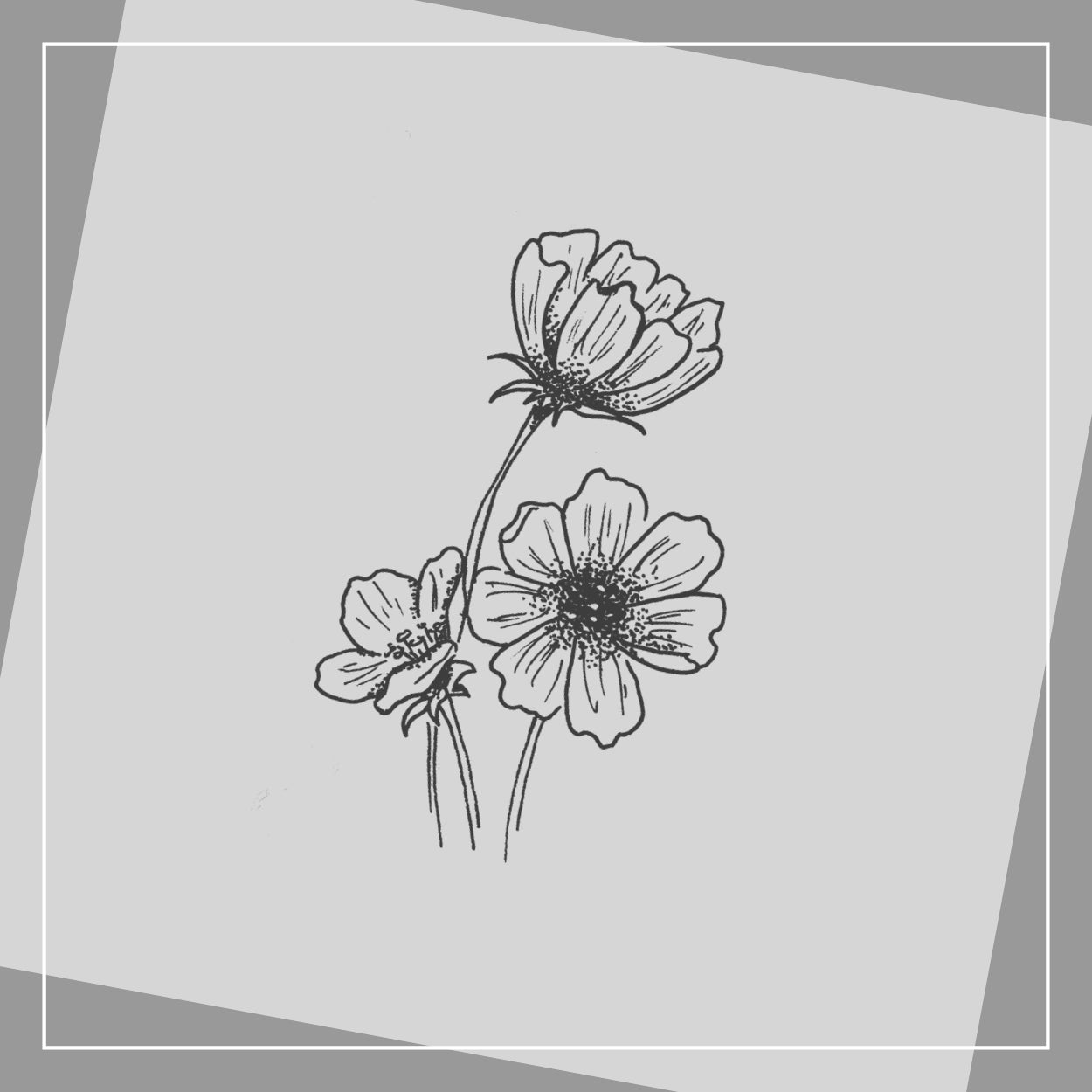 Cosmea-Set